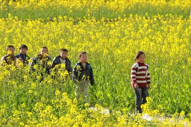 曾经|结伴跑在乡间小路上，跑过了整个童年~~