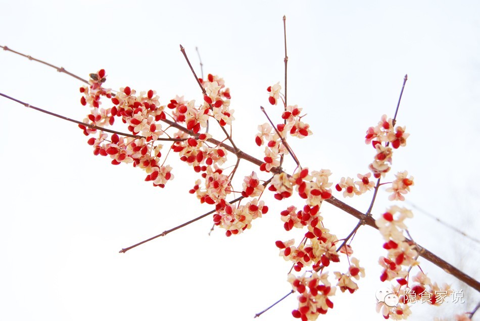 喝沙棘汁和柠檬汁哪个好,最好喝沙棘汁