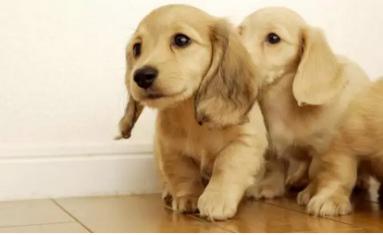 狗狗吃狗粮不积极了怎么回事,怎么样解决狗狗不吃狗粮