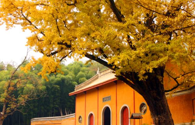 王府竹海神奇植物,蜀林竹海四季代表植物