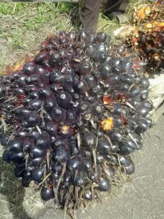 东海人在非洲务工那些不为人知的故事