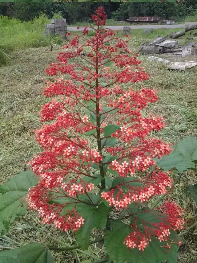 东海人在非洲务工那些不为人知的故事
