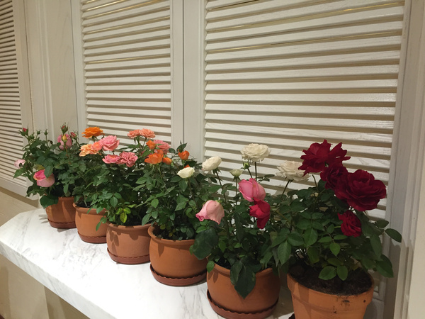 重庆观音桥附近好吃的火锅,重庆火锅菜品大全100种