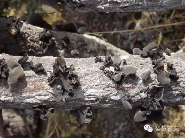 黑木耳种植技术详解,黑木耳种植技术哪里学