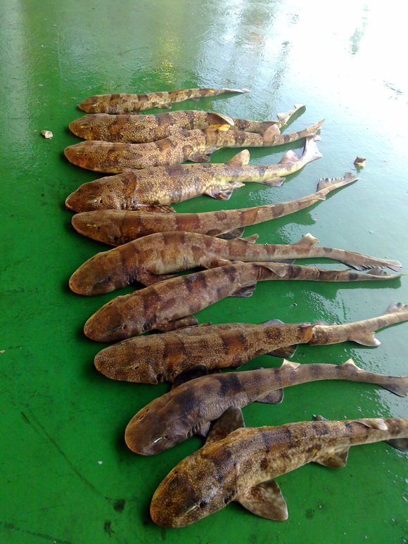 我是远洋渔民，爱钓鱼，更爱周游世界