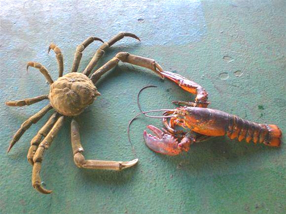 我是远洋渔民，爱钓鱼，更爱周游世界