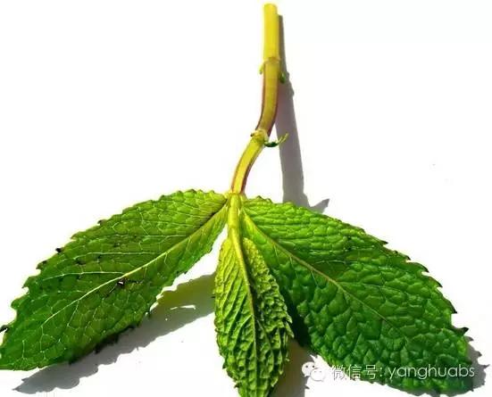 薄荷到底有多冷,薄荷如何讲解