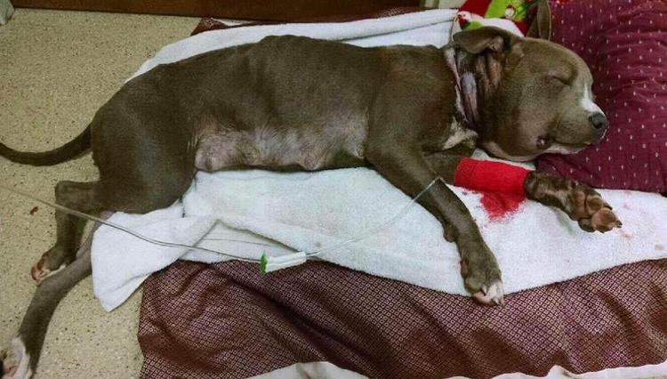 狗狗被蜇,狗狗疑似被蜜蜂蛰成球肿成馒头