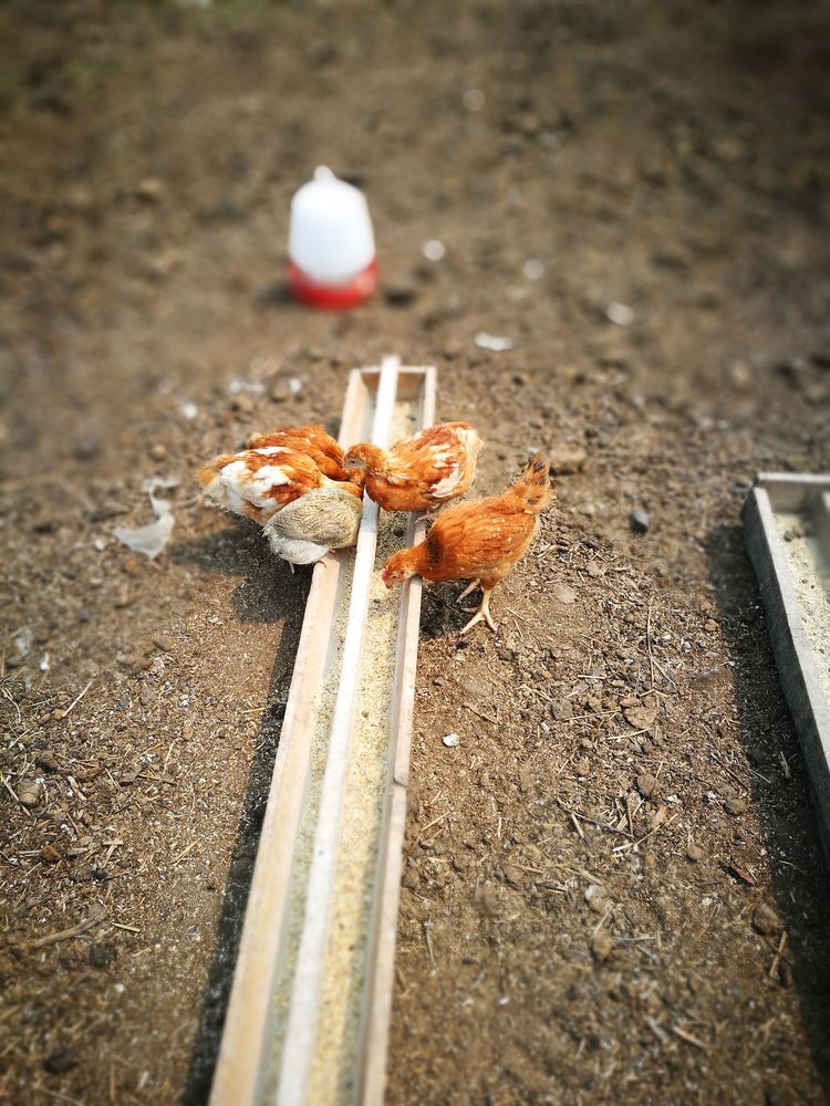 记忆深处的呼伦贝尔,记录呼伦贝尔美好时光