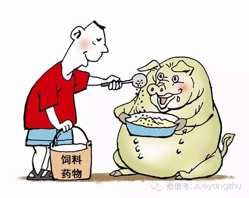 怀孕母猪的饲养管理教程,怀孕母猪饲养管理注意事项