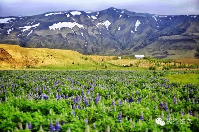 我在冰岛，带回一截漂亮的枯木