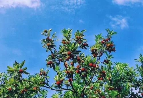 杨梅里面有虫能够长时间吃吗,担心杨梅生虫不敢吃怎么样浸泡