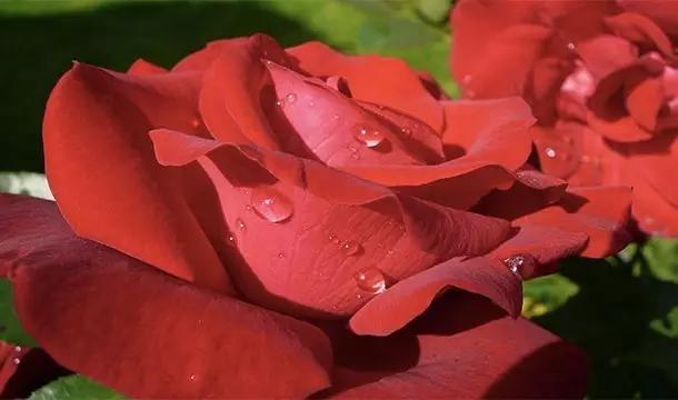 关于水果你所不知道的25件事