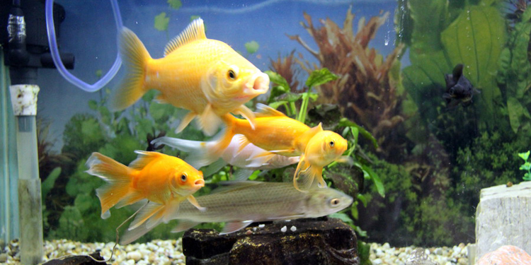 水族箱底部漏水怎么处理,水族箱上的水漏水怎么办