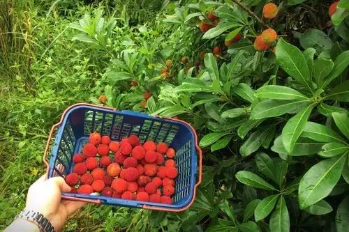 杨梅里面有虫能够长时间吃吗,担心杨梅生虫不敢吃怎么样浸泡