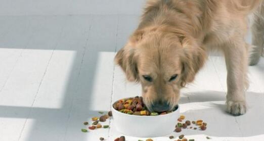 如何给狗狗换狗粮视频教程,怎么给狗狗换粮