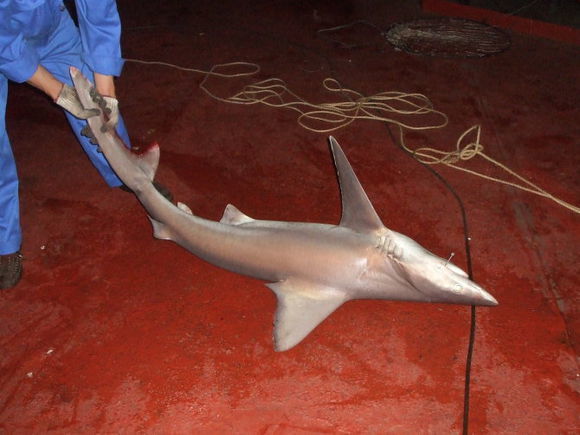 我是远洋渔民，爱钓鱼，更爱周游世界