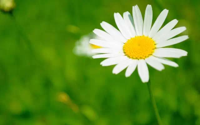 吃鱼翅等于吃猪蹄？原来昂贵的补品还不如这些食物！