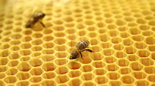 吃鱼翅等于吃猪蹄？原来昂贵的补品还不如这些食物！