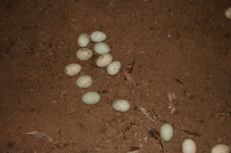 鸭子掉蛋原因,鸭子产多少蛋