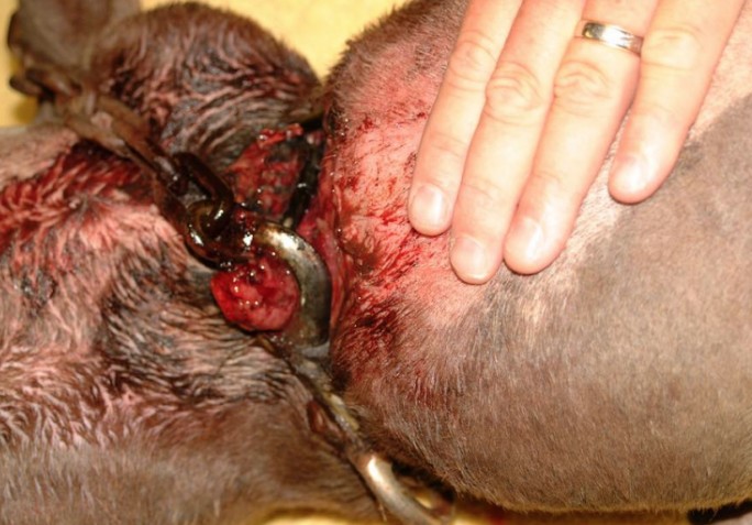 狗狗被蜇,狗狗疑似被蜜蜂蛰成球肿成馒头