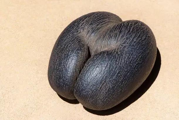 关于水果你所不知道的25件事