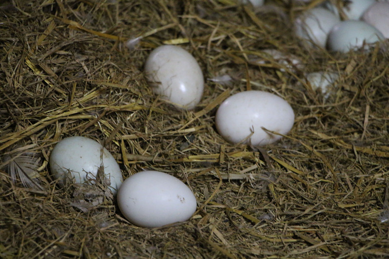 鸭子掉蛋原因,鸭子产多少蛋