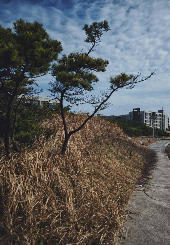 济州岛旅游攻略七天六晚,济州岛自由行旅行攻略