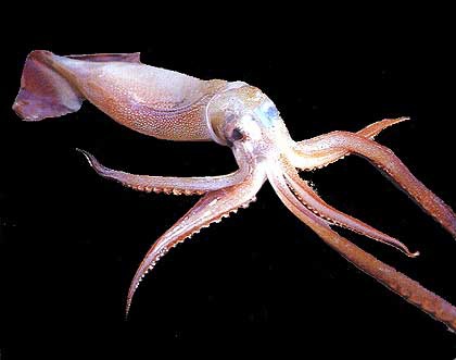 章鱼乌贼鱿鱼还在傻傻分不清吗,八爪鱼章鱼鱿鱼墨鱼乌贼哪种好吃