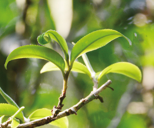 澜沧古茶普洱茶官网价格,2021澜沧古茶500g普洱茶官网价格