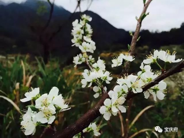 怀化溆浦县山背梯田全景,溆浦山背梯田