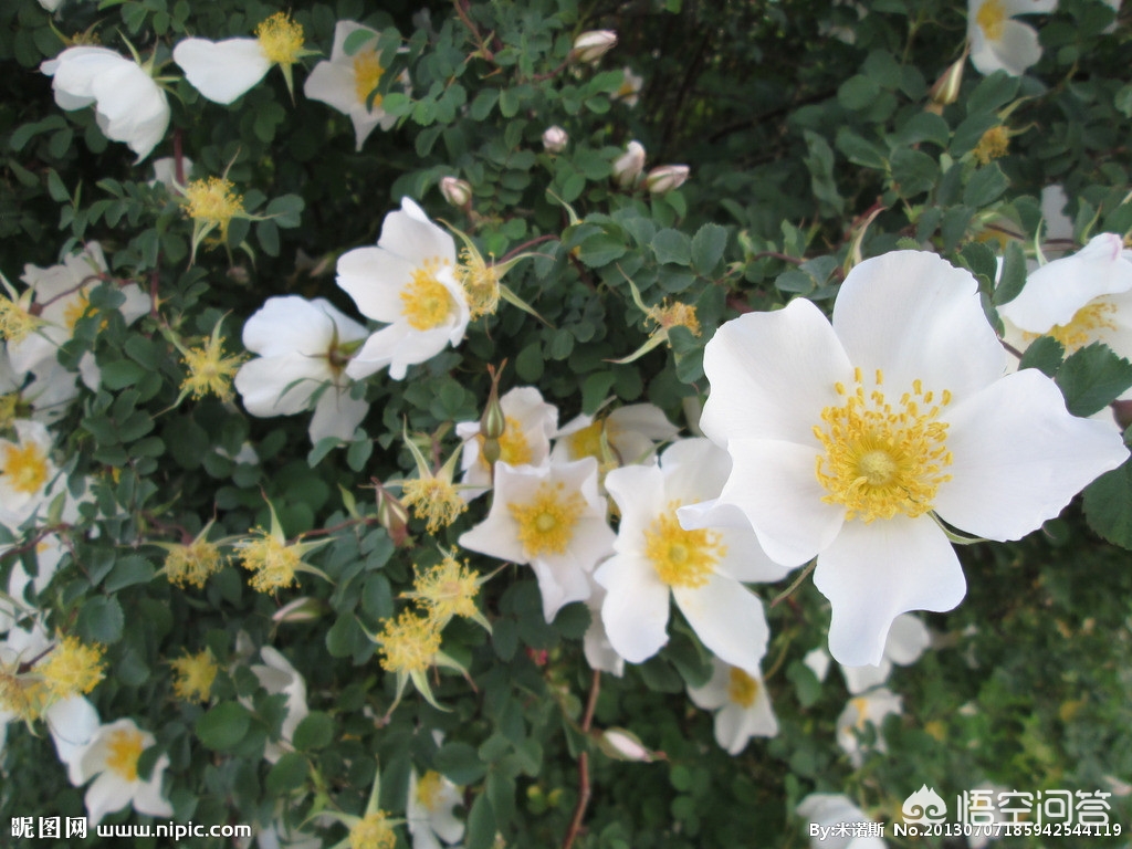 蔷薇月季和玫瑰的区别,月季跟蔷薇跟玫瑰有什么区别