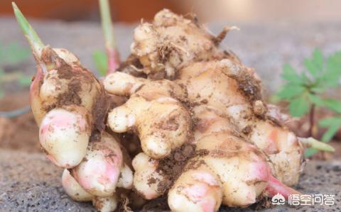 种生姜盆栽营养土配方,生姜盆栽方法用沙土鸡蛋壳能够吗