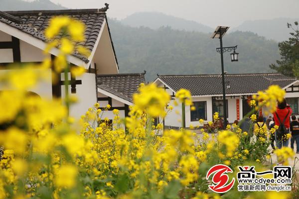 杜仲雄花烂漫开慈利富硒产业春风来