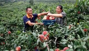 贵阳夏季鲜果采摘全攻略都在这了收好不谢