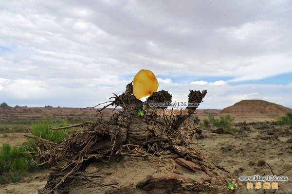 斑彩石是宝石吗,斑彩石宝石家族