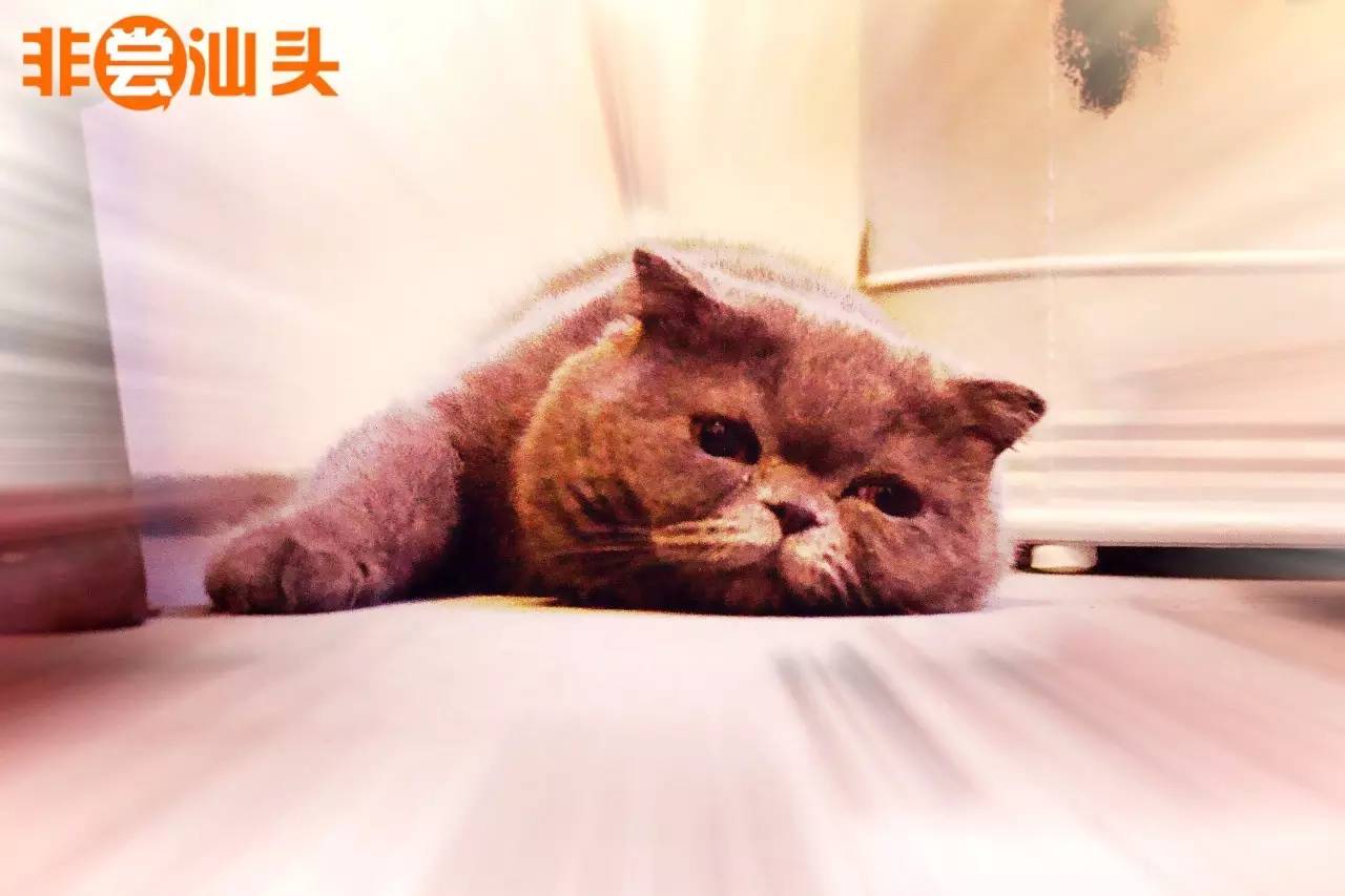 新店开业吃货嗨翻天,两家新店开张吃货决不放过