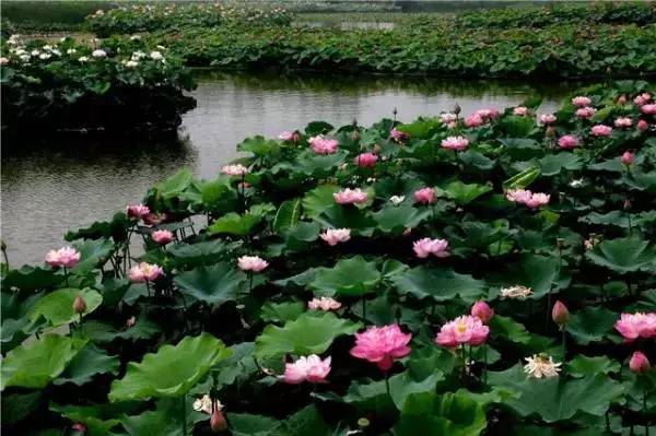 新闻义工团▏购买爱心桃，有两种打开方式