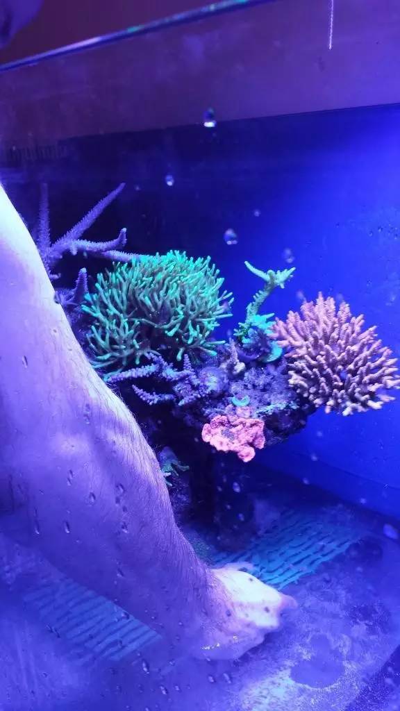 北欧古法缸,记录原生缸养鱼过程