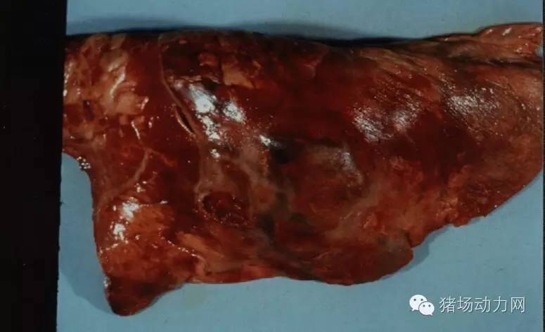 技术传染性胸膜性肺炎的猪病图谱（25张图片，值得收藏）