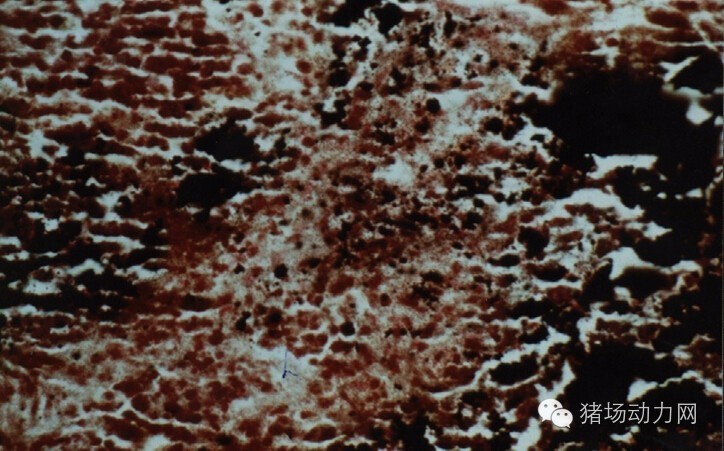 技术传染性胸膜性肺炎的猪病图谱（25张图片，值得收藏）