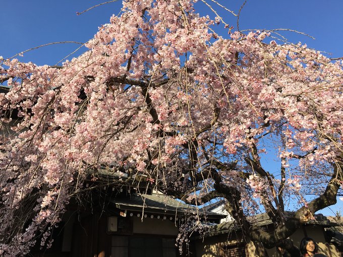 16年的大阪,京都樱花2016