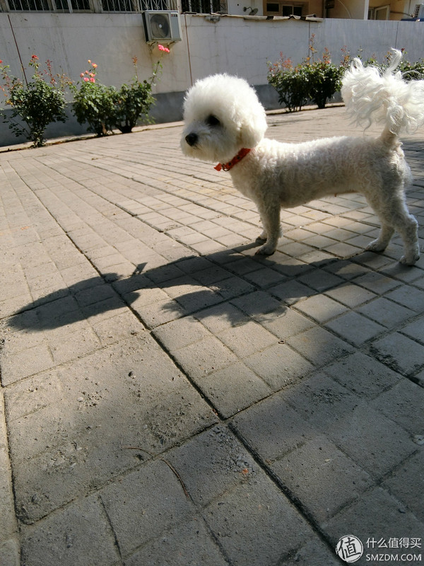 卡西欧tr600拍照没有美颜,卡西欧自拍神器tr600测评