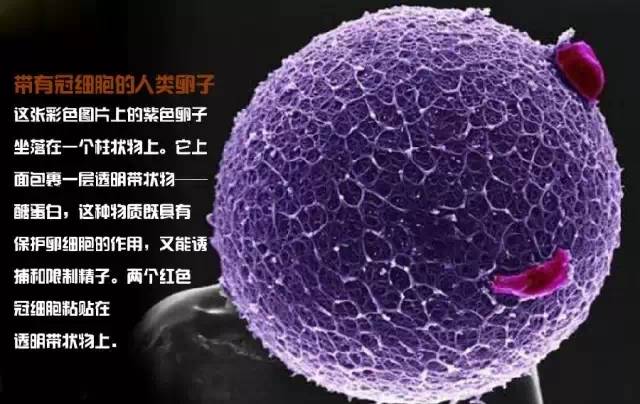 造人计划之前必须要做的几件事,造人是个很辛苦的事情