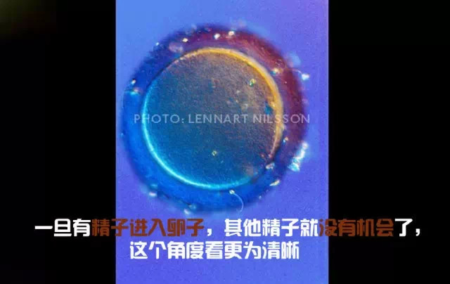 造人计划之前必须要做的几件事,造人是个很辛苦的事情