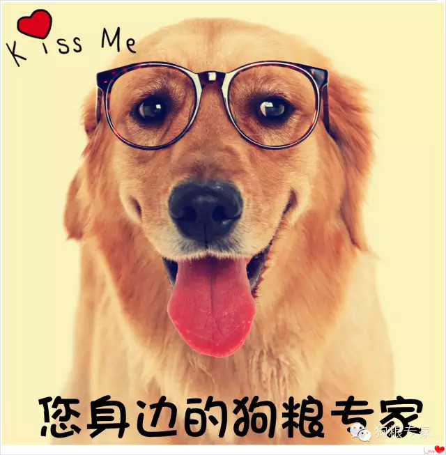 什么东西能够让狗变聪明,有什么办法能够让傻狗变成聪明狗
