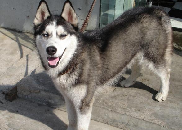 哈士奇的颜值超级高，要想保持光亮毛发，铲屎官们需要这样做！