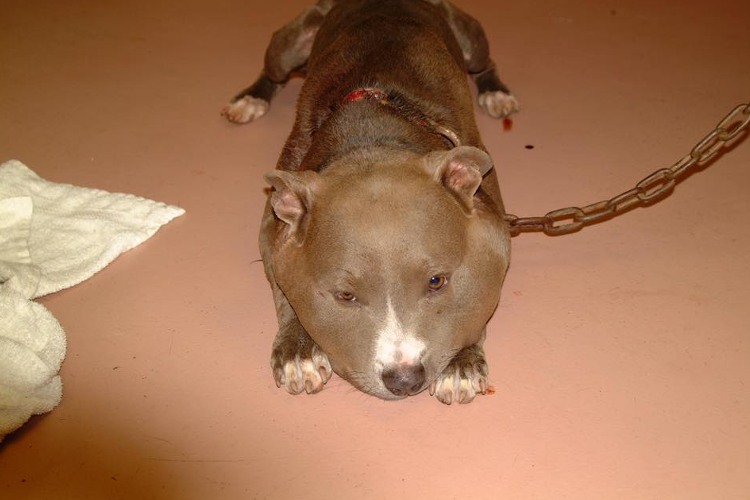 狗狗被蜇,狗狗疑似被蜜蜂蛰成球肿成馒头