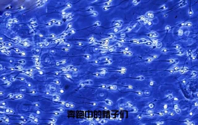 造人计划之前必须要做的几件事,造人是个很辛苦的事情