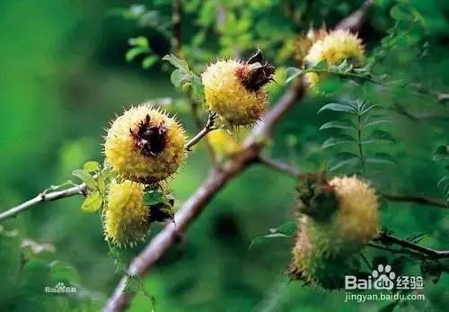 十大不敢吃的奇葩水果,史上最奇葩的六种水果